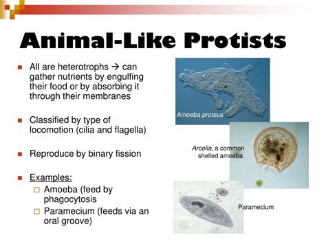 explain how protists are similar to animals.